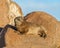 Dassie on rocks a late afternoon sun