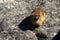 Dassie in the rocks of Table Mountain