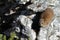 Dassie in the rocks of Table Mountain