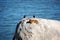 Dassy or rock hyrax with birds sitting on the rock near the ocean in Cape Town South Africa