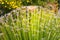 Dasylirion Acrotrichum at Tresco Abbey Gardens. Or Spoon Yucca, Green Sotol or Green Desert Spoon, in flower.