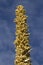 Dasylirion Leiophyllum Desert Flower