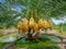 Date fruits palm tree with date fruits bunch with paper wrap
