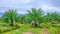 Date fruits palm tree plantation with irrigation canel in Thailand