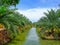 Date fruits palm tree plantation with irrigation canel in Thailand