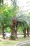 Date palm