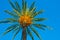 Date palm against clear blues sky lit by golden sun rays, low-angle shot, background, wallpaper