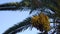 Date palm branches closeup