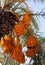 Date palm with bunches of ripening fruit
