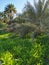 Date palm farm in Saal village Oman