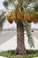 Date Palm filled with bunches of Dates in DUBAI,UAE on 26 JUNE 2017