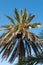 Date palm with fruits against blue sky on Majorca