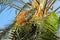 Date palm fruits ripen on the tree