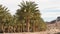 Date Palm Grove