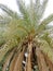 Date Palm growing in Karbala, Iraq