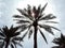 Date Palm growing in Karbala, Iraq blocking the sun and providing shade