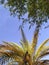 Date palm leaves and ghaf tree leaves with sky background