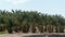 Date Palm Orchard