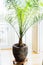 Date palm in patio container at window , home interior with tropical palm plant. Phoenix dactylifera
