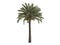 Date_palm_(Phoenix_dactylifera)