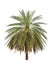 Date palm (Phoenix dactylifera)