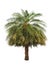 Date palm (Phoenix dactylifera)