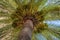 Date palm Phoenix dactylifera seen from below