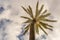 Date palm Phoenix dactylifera seen from below