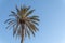 Date palm Phoenix dactylifera seen from below