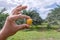 Date palm raw in hand holding, yellow date palm, fresh date palm in farmland