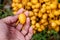 date palm raw in hand holding, yellow date palm, fresh date palm in farmland