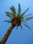 Date palm with ripe fruits under the blue sky