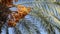 Date palm tree