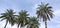 Date palm tree background image