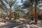 Date palm tree orchard