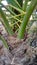 Date palm tree trunk, close up view