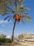 Date palm tree in Yaffo, Israel