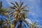 Date palm trees against blue sky with white clouds