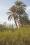 Date palm trees amongst grass reeds on river bank