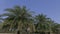 Date palm trees plantation with clear sky