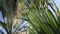Date palm is a tropical exotic plant typical. Green background, leaves of a young palm tree close-up view. Branches