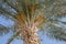 Date Palm with Unripe Clusters of Fruits