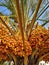 Date palm with yellow dates fruits