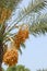 Date palm yield (Phoenix dactylifera)