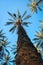 Date palms in Degache in Tunisia