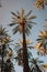 Date palms in Degache in Tunisia