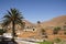 Date palms on the edge of the village