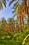 Date Palms in jungles, Tamerza oasis, Sahara Desert, Tunisia