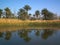 Date palms mirrored in water