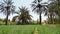 Date palms shooting from lower angle